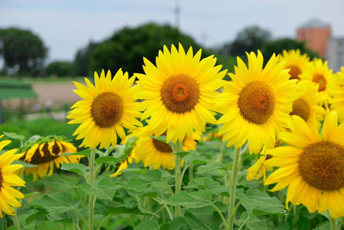 LUMIX L10 アスペクト比 3:2 ひまわり