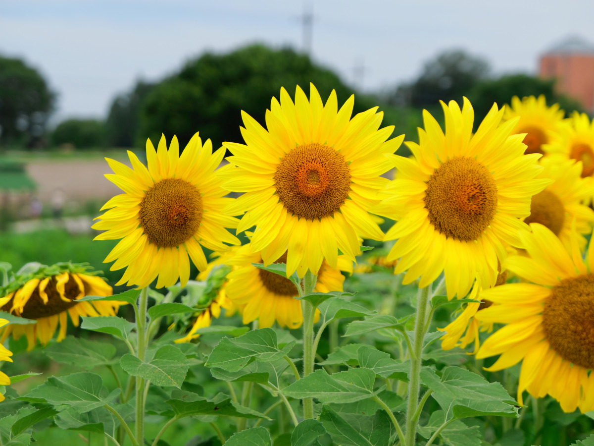 LUMIX L10 アスペクト比 4:3 ひまわり