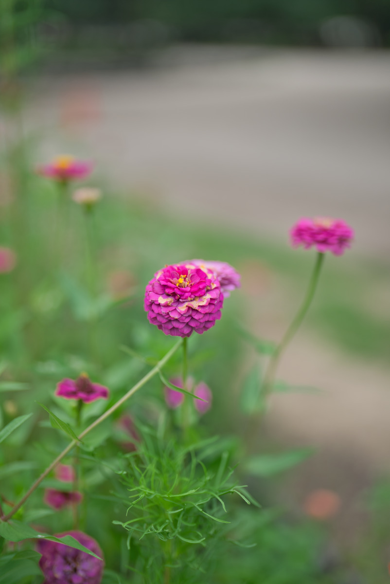 百日草の近接比較写真B：開放F1.2
