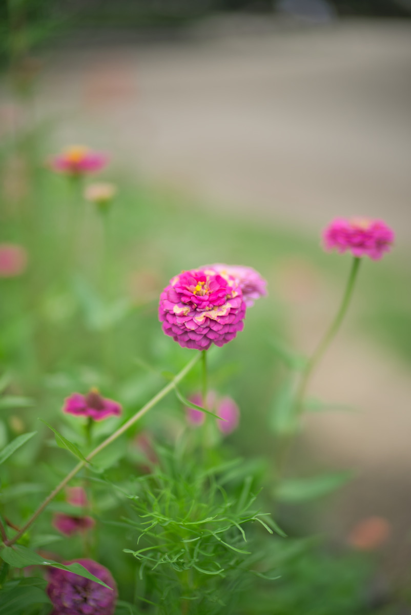 百日草の近接比較写真A：開放F1.0