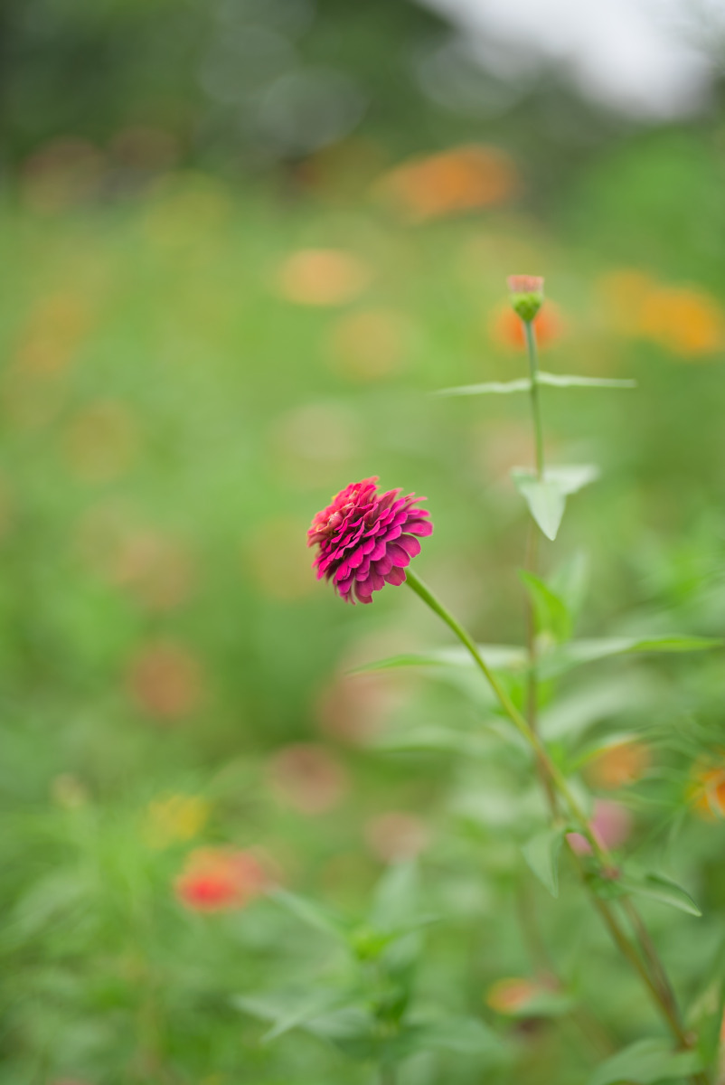 百日草の背景ボケ比較写真B：開放F1.2