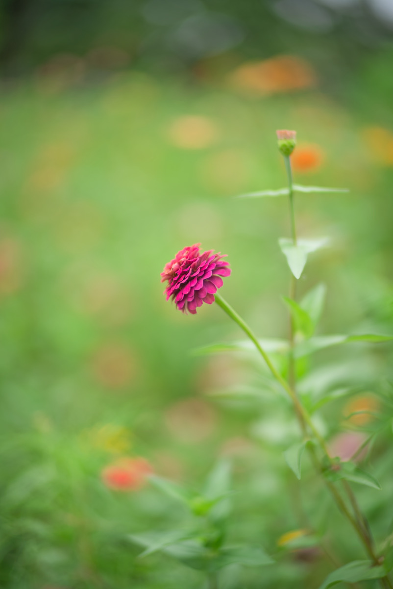 百日草の背景ボケ比較写真A：開放F1.0