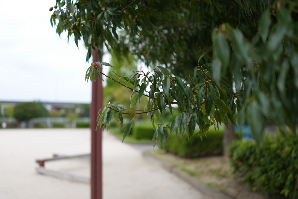 木の葉のスナップ比較写真B：RX1R III