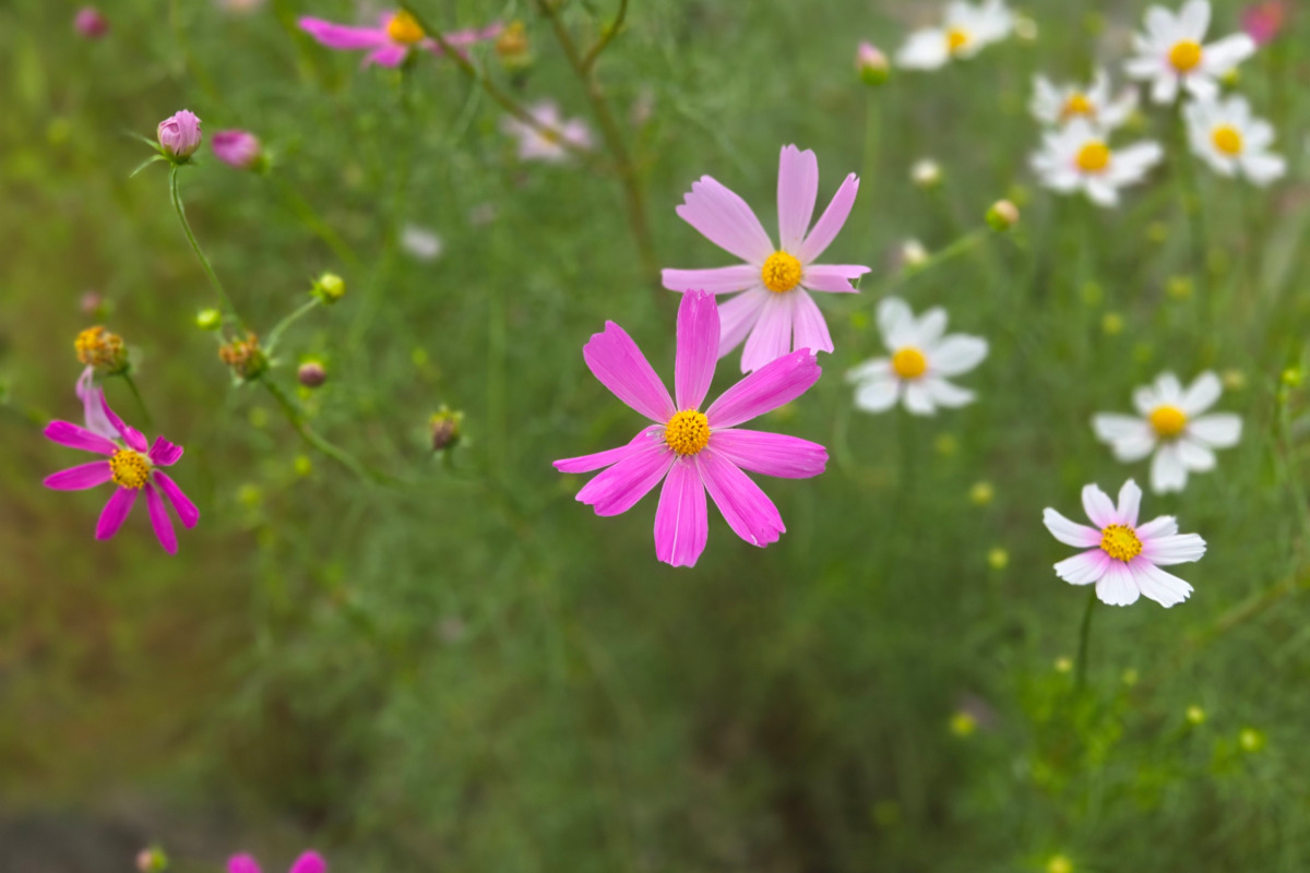 コスモスの近接スナップ比較写真B：Galaxy S26