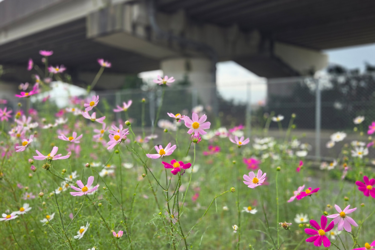 高架下コスモスのスナップ比較写真B：Galaxy S26