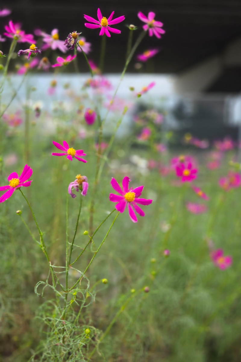縦構図コスモスのスナップ比較写真B：Galaxy S26