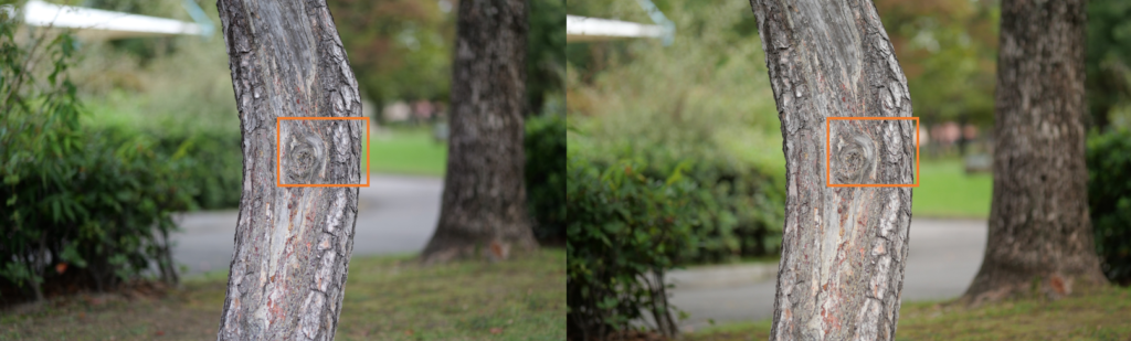 G100D VS S5IIで撮影した写真