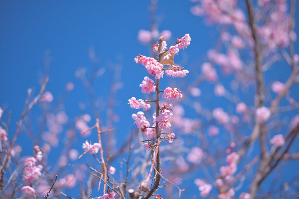 二月下旬の青空を背景に、春の訪れを告げる梅の花のクローズアップ写真