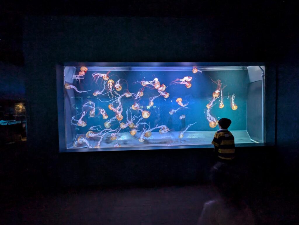 すみだ水族館の幻想的な青い大水槽を広角で捉えた一枚