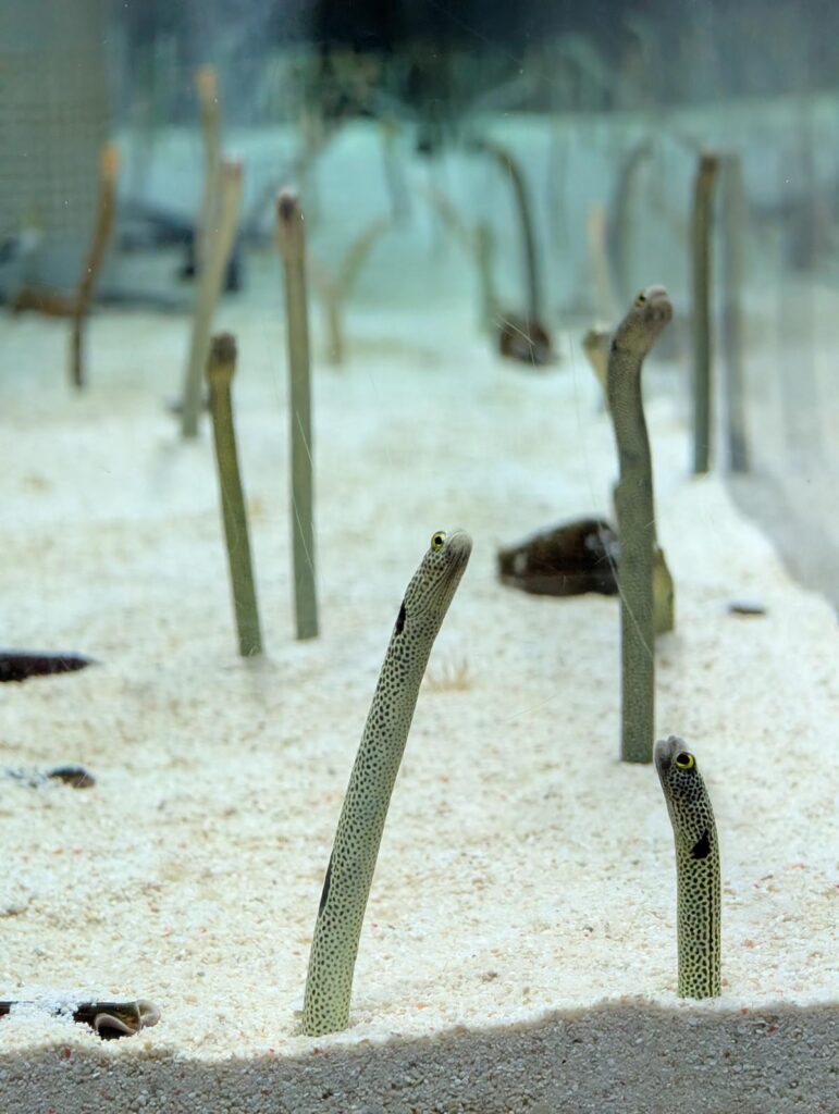 Pixel 10 Proの望遠レンズで撮影した、チンアナゴ。