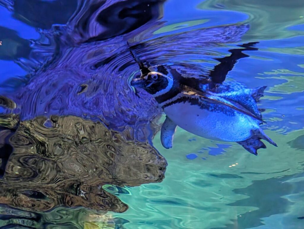 Pixel 10 Proの広角レンズで撮影した、ペンギン。