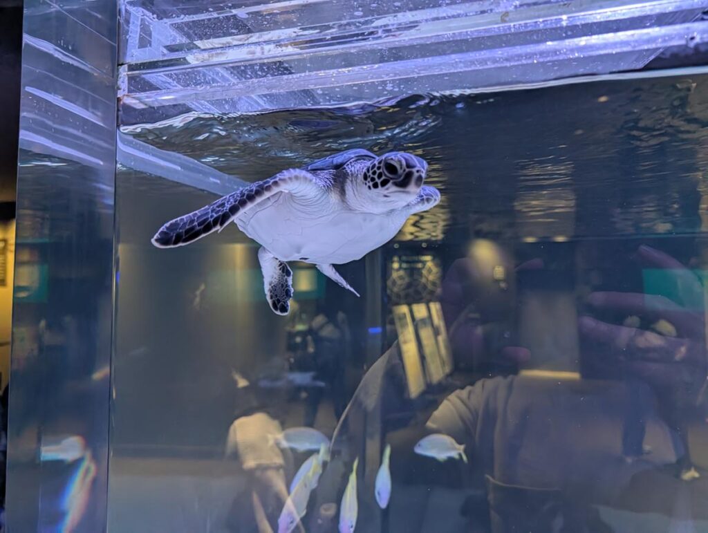 Pixel 10 Proの広角レンズで撮影した、亀。