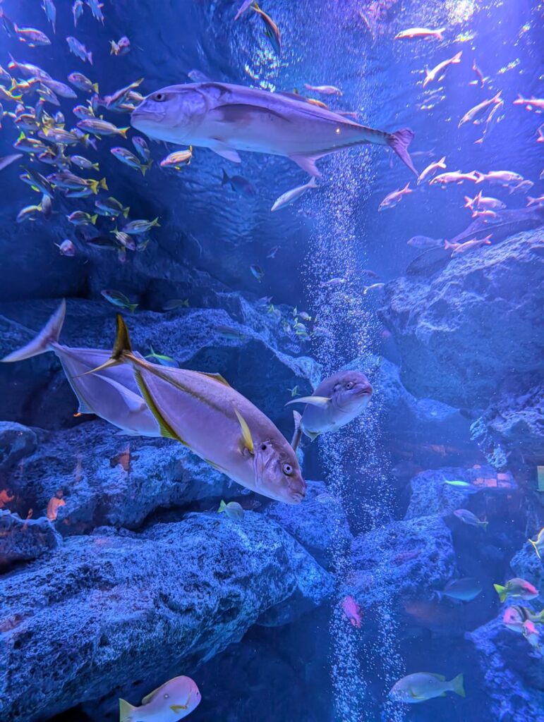 Pixel 10 Proの超広角レンズで撮影した、青く輝く水族館のエントランス