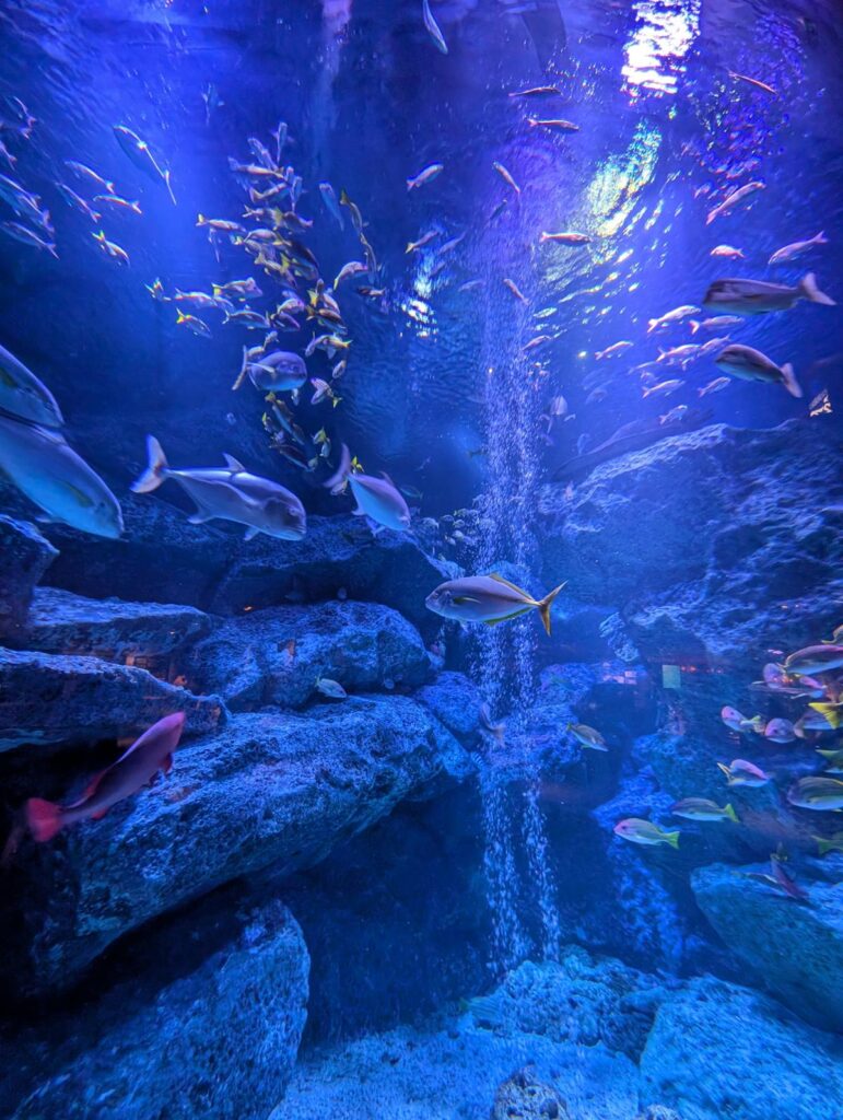 Pixel 10 Proの超広角レンズで撮影した、青く輝く水族館のエントランス