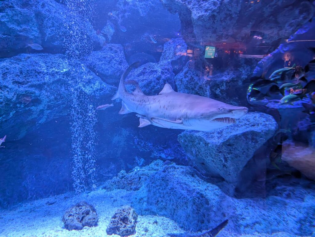 Pixel 10 Proの広角レンズで撮影した、サメ。