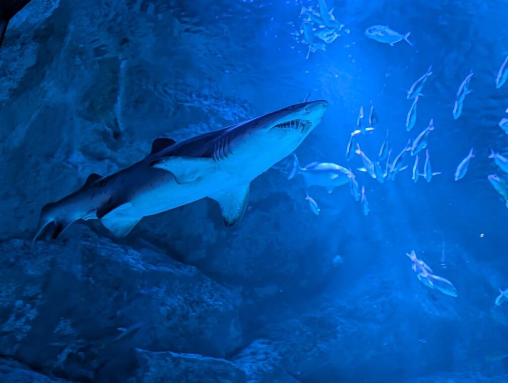 ミラーレスカメラなしでも十分、Pixel 10 Pro一台で完結する水族館撮影