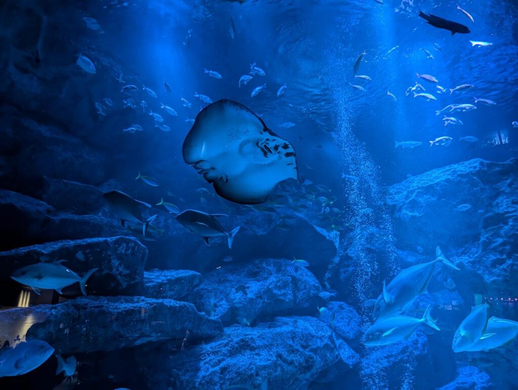 ミラーレスカメラなしでも十分、Pixel 10 Pro一台で完結する水族館撮影