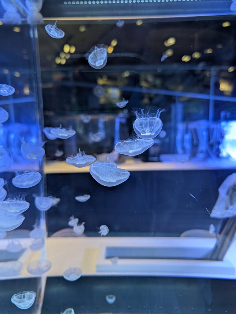 暗闇に浮かび上がる、ライトアップされたクラゲの幻想的な姿