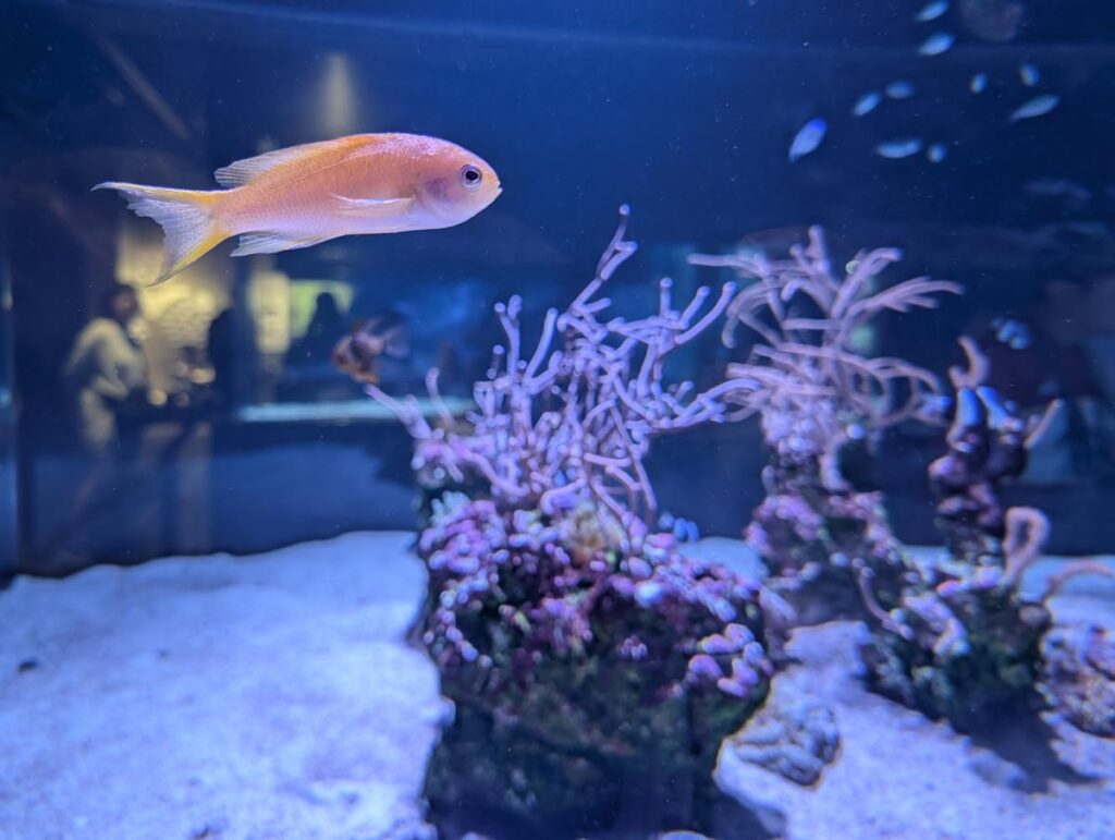 Pixel 10 Proのマクロフォーカスで、魚のウロコの質感に迫る