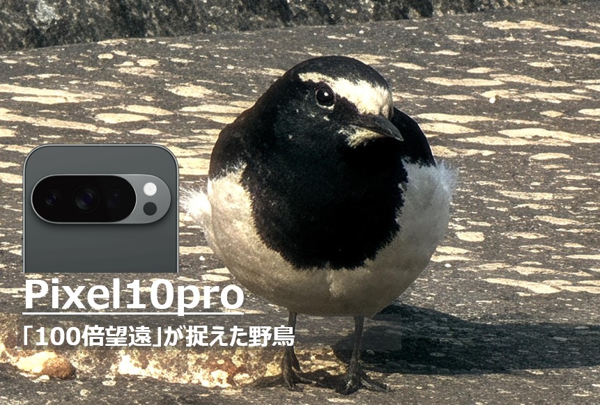 単に「鳥の写真」とするのではなく、記事の肝である「100倍ズーム」「セグロセキレイ」というキーワードを盛り込み、SEO効果を最大化させています。