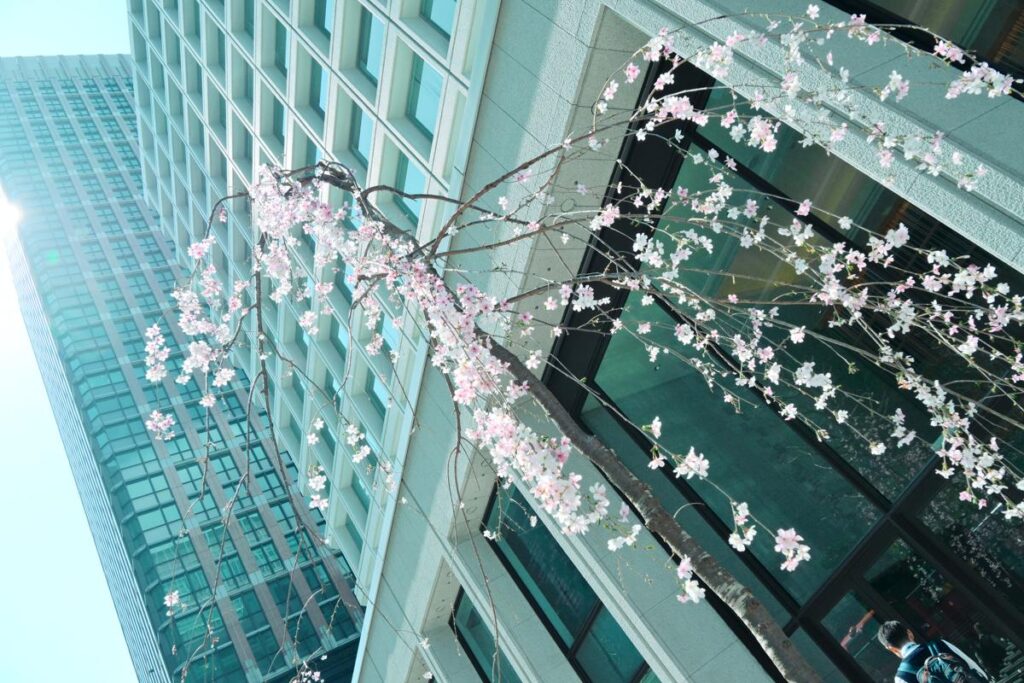 日比谷周辺の街角で、満開の桜と奥に見える高層ビルをNikon Z50IIで撮影した写真。