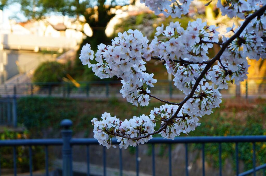 ソニー NEX-F3で撮影された、日差しを浴びて咲き誇る白い桜の花びらの近接写真