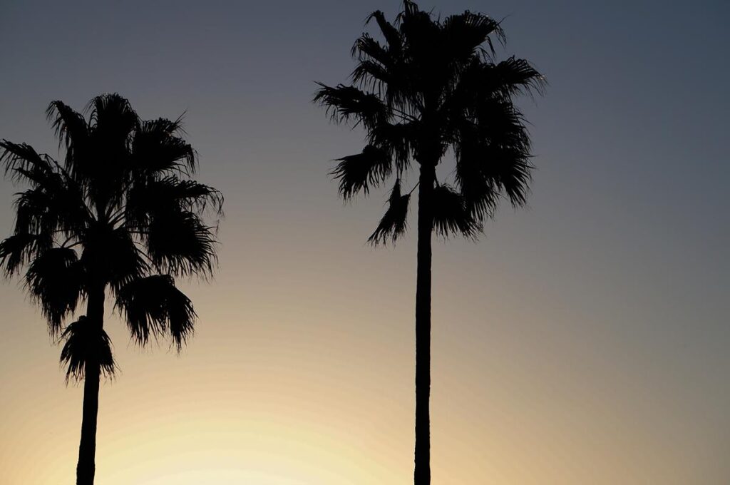 ソニー NEX-F3で撮影された、夕暮れ時のグラデーションの空に浮かび上がるヤシの木のシルエット
