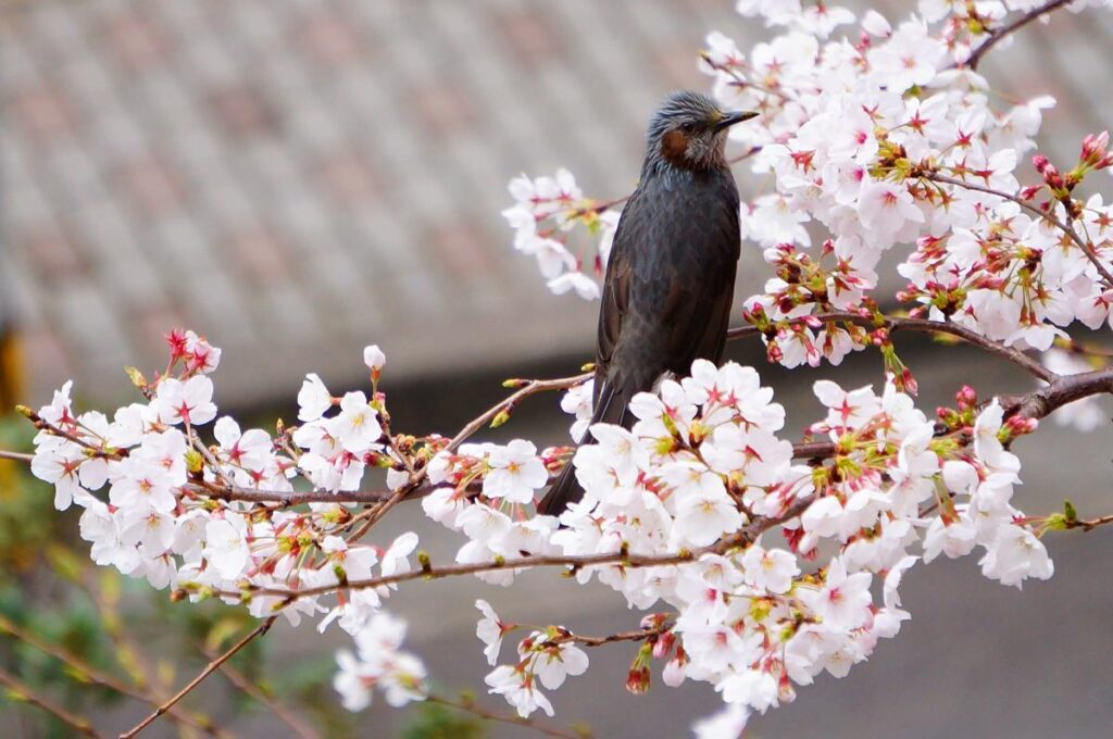 ソニー NEX-F3で撮影された、背景が滑らかにボケた桜の枝にとまる一本の鳥の写真