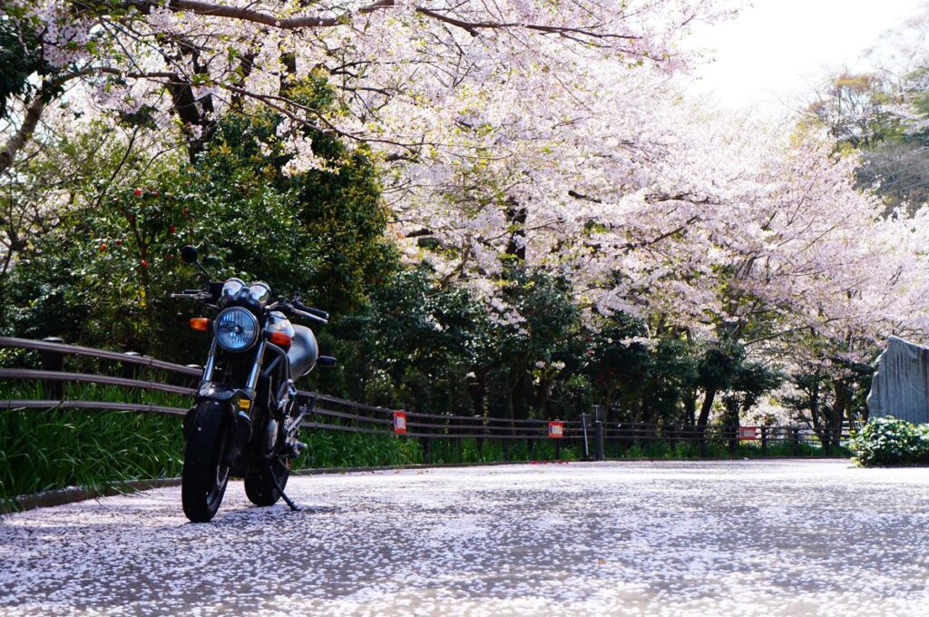 桜とバイクの写真