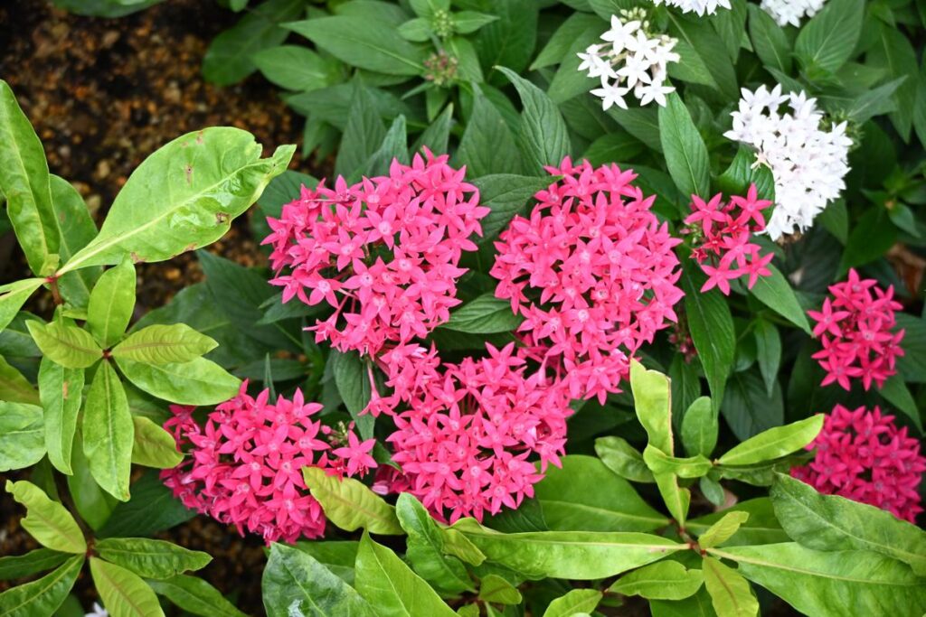 植物園の温室で撮影した、光が差し込む鮮やかな赤い花のスナップ
