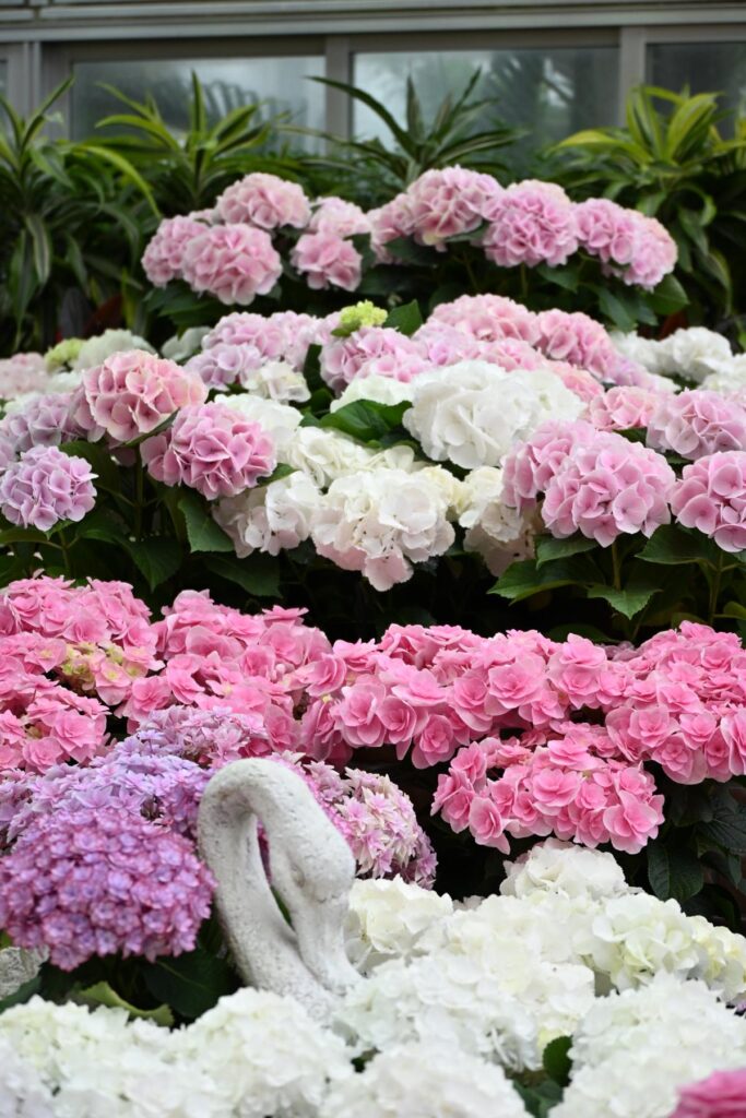 植物園の温室で撮影した、光が差し込む鮮やかなアジサイの写真