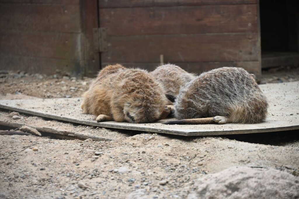 望遠端で瞳にピントを合わせた、ミーアキャットが寝たときの近影