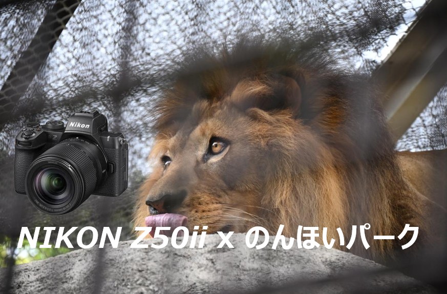 Nikon Z50IIのカメラ本体と、のんほいパークで撮影したライオンのコラージュ画像