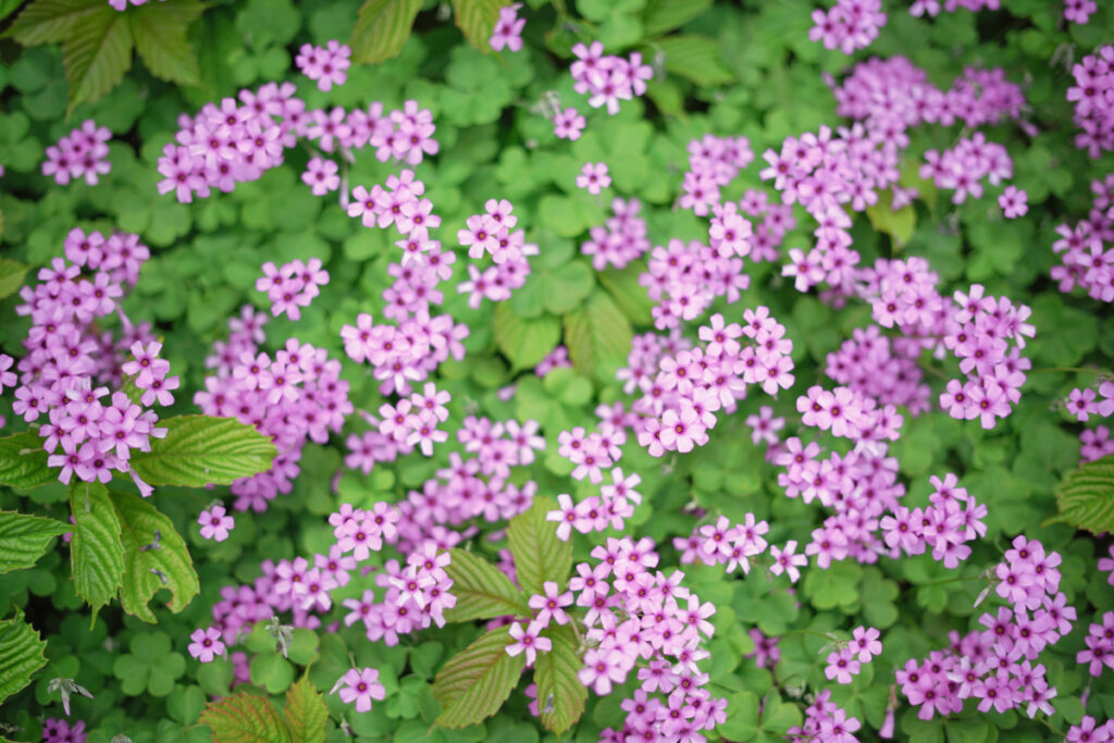 小道の脇の石垣に群生する、濃いピンク色の可憐なイモカタバミの花々の美しいクローズアップ写真。