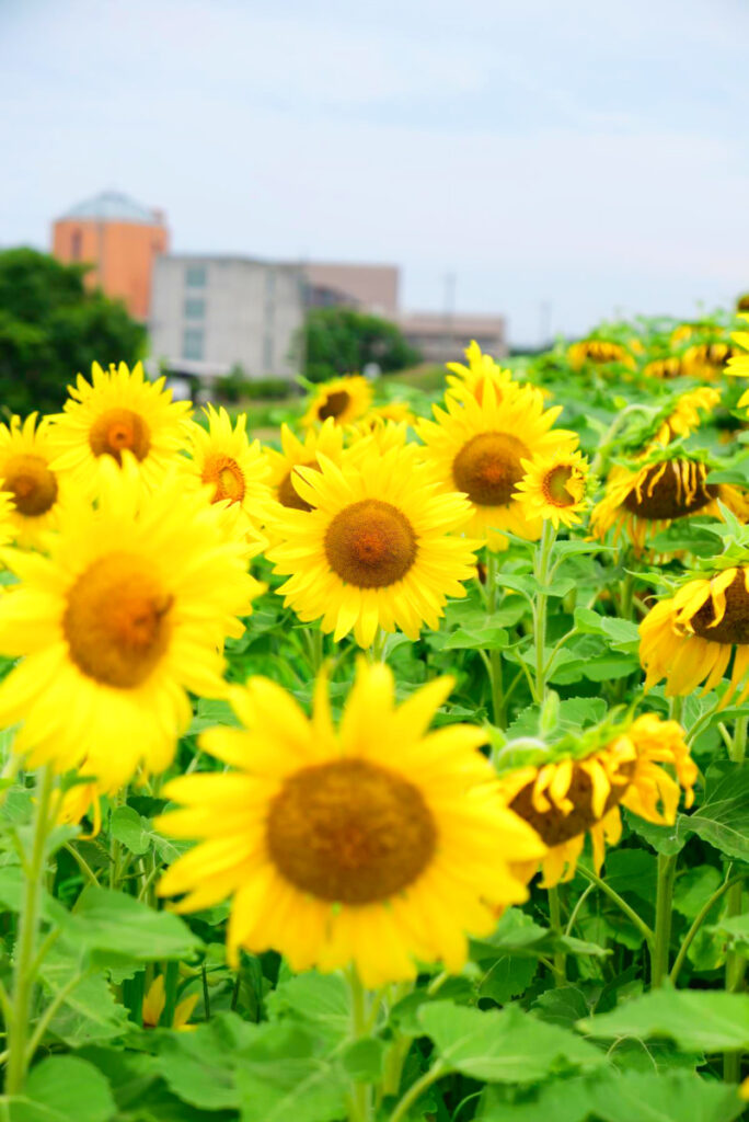 夏の青空のもとに咲く愛知牧場の大きなひまわり