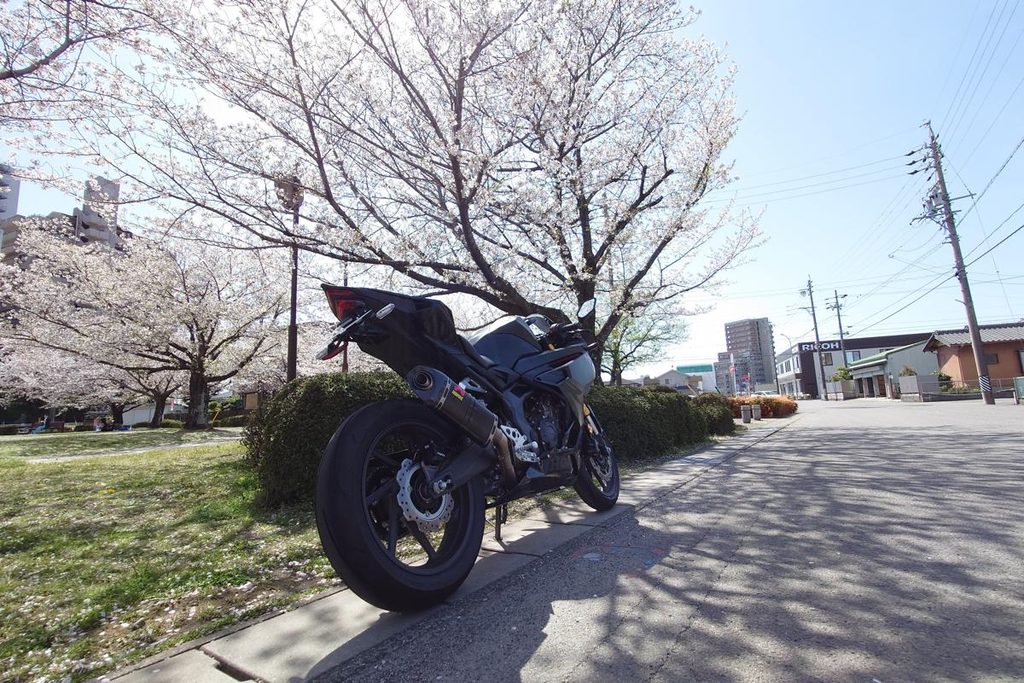 満開の桜並木の下に佇むCBR250RRのリアビュー