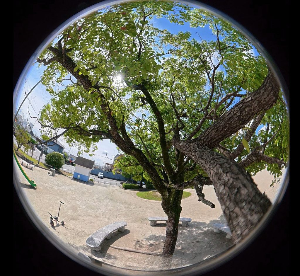 DJI Osmo 360で撮影した大きな木と空の球体状360度写真