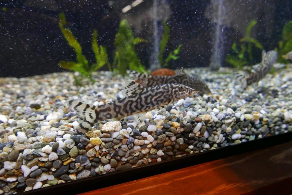 碧南水族館の淡水エリアで撮影した底面に佇む魚