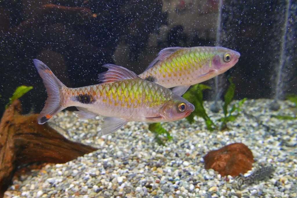 明るい水槽内を泳ぐ2匹の淡水魚
