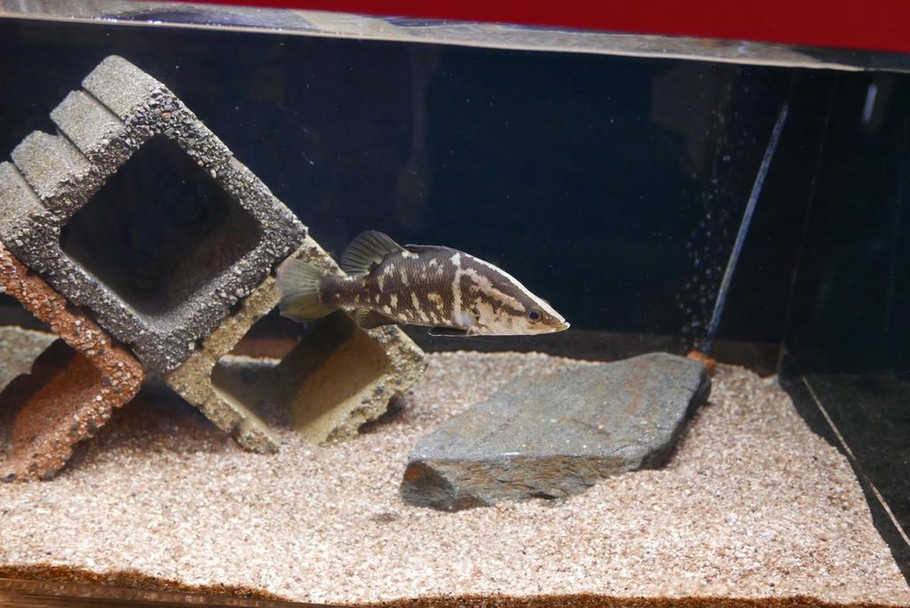 コンクリートブロックの隠れ家近くを泳ぐ淡水魚