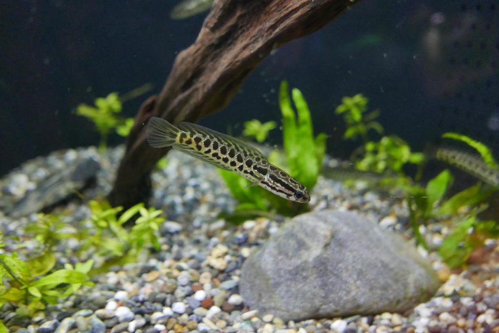 水草の前を泳ぐ細長い淡水魚のクローズアップ