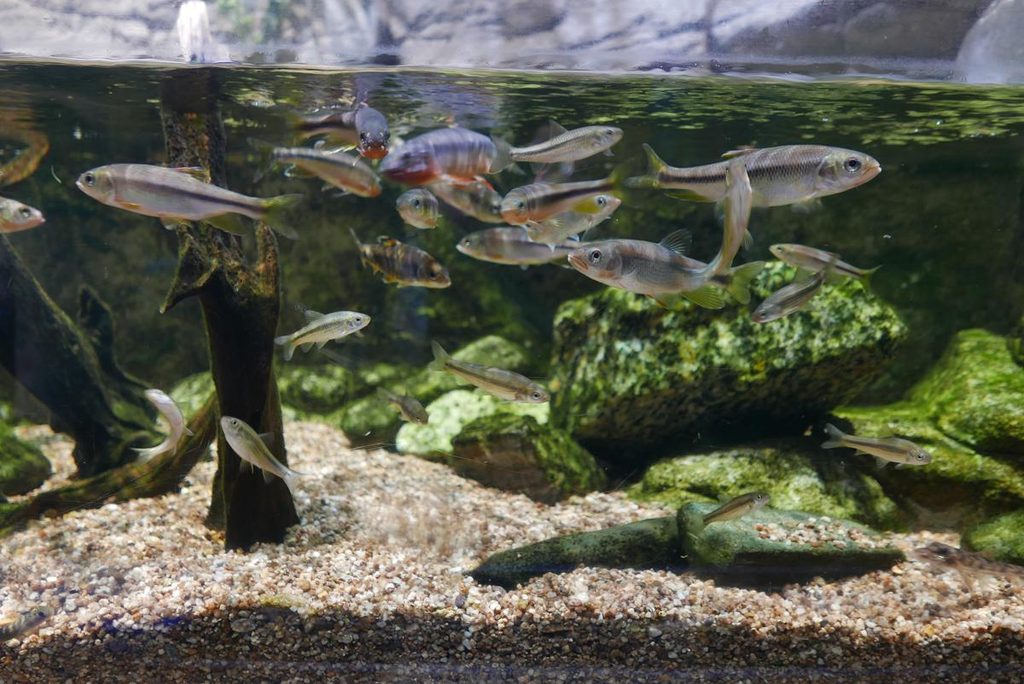 砂利と水草の水槽内を群れで泳ぐ淡水魚たち