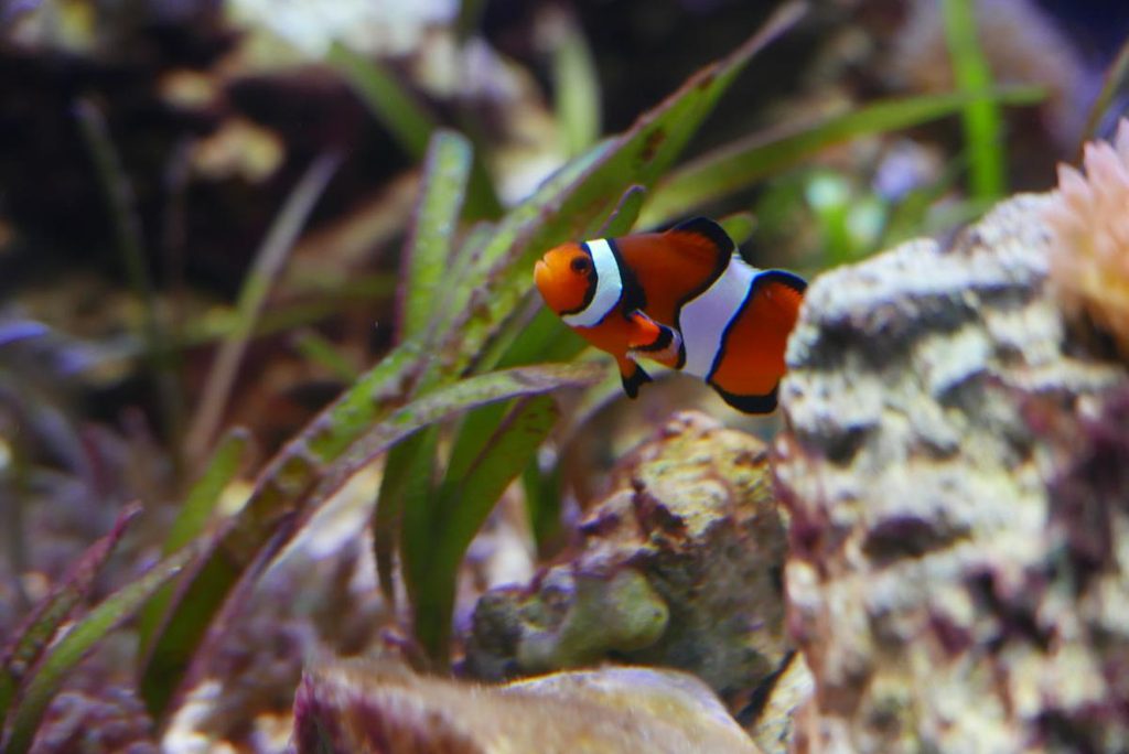 海水エリアの広々とした水槽全体と熱帯魚たち