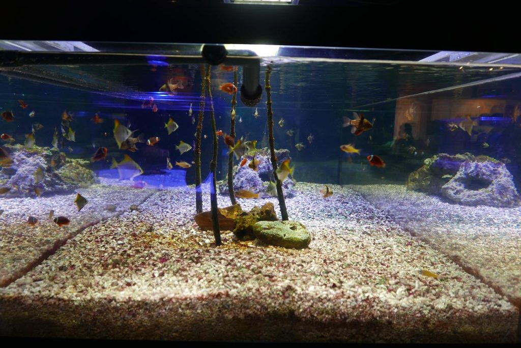 白い砂地の上を泳ぐテッポウウオの接写