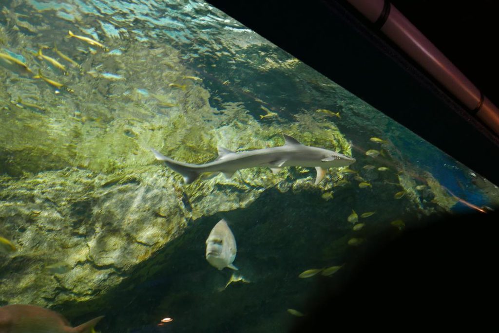 大水槽で見上げて撮影したサメと群れる魚たち
