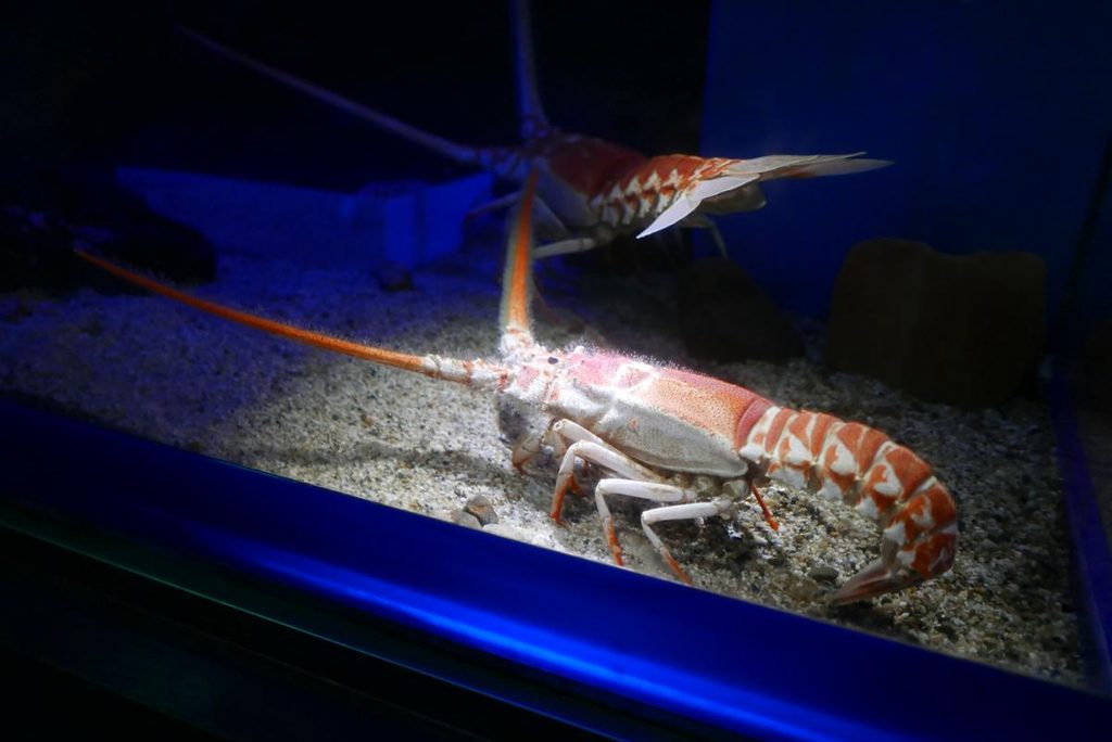 薄暗い深海エリアの砂地にいるエビの姿