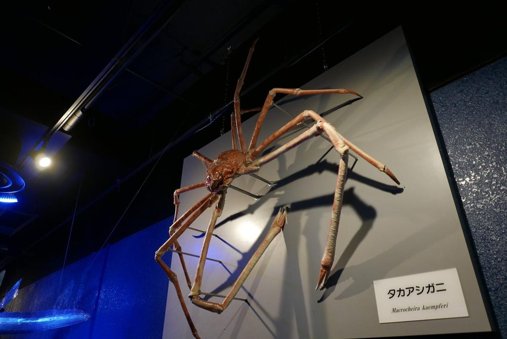 壁面に展示された巨大なタカアシガニの標本