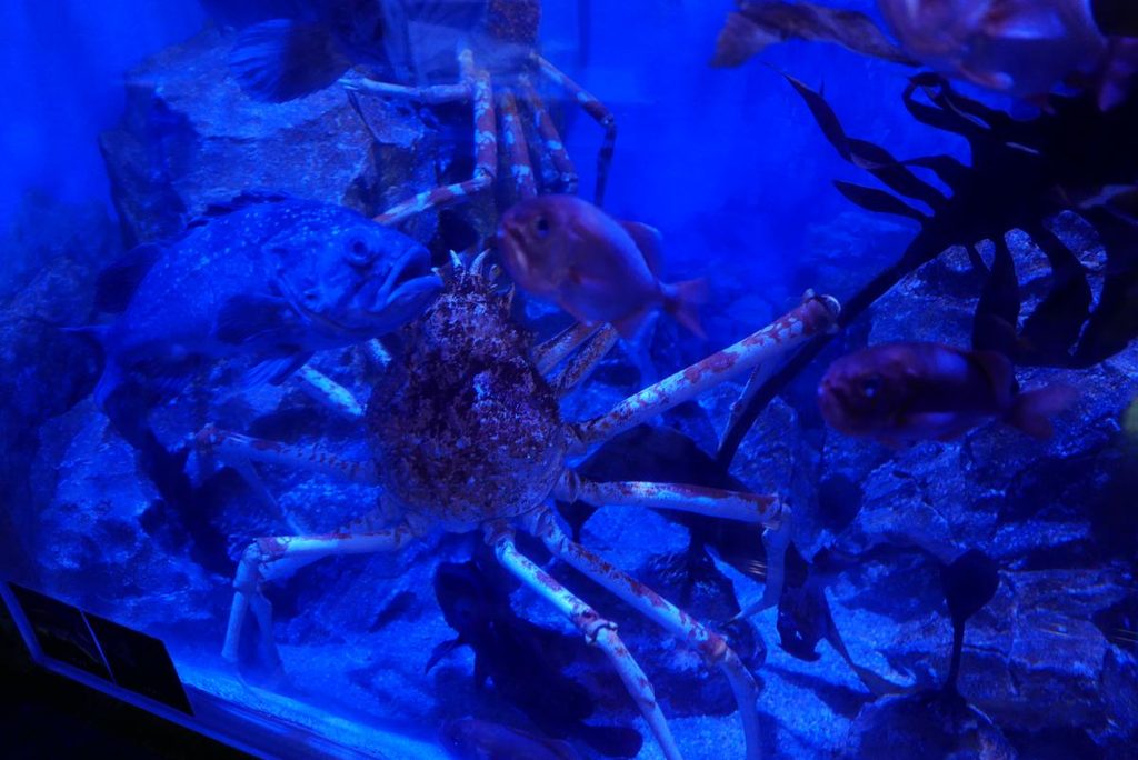 深海エリアの水槽中央にいるタカアシガニと深海魚
