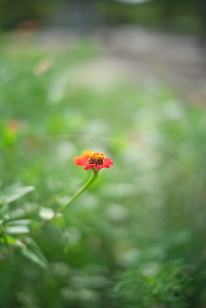NOKTON 50mm F1.0 開放による赤い花のクローズアップ作例