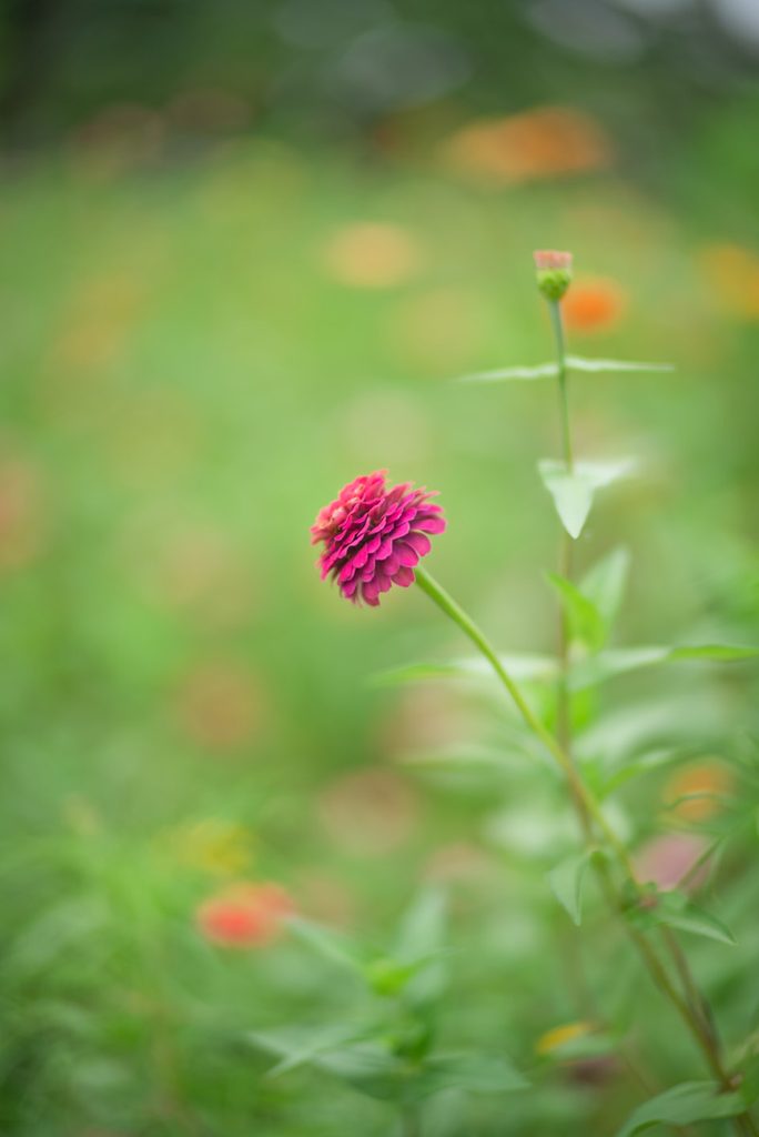 NOKTON 50mm F1.0 開放で撮影した花壇のピンクの花と前後のボケ